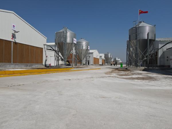 Prefabricated Steel Structure Construction Steel Frame Buildings
