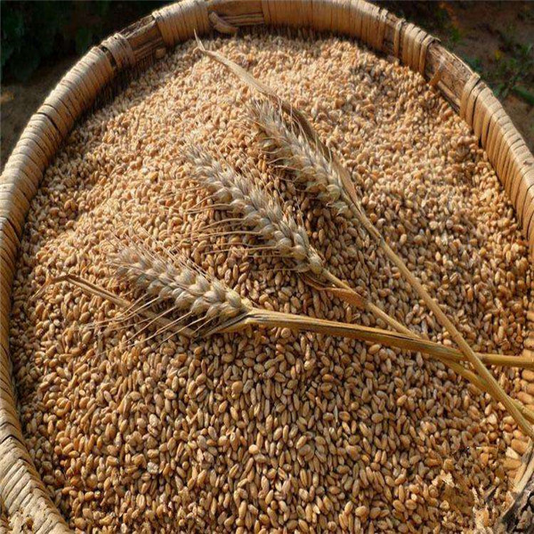 Оборудование засыхания мозоли NRS1.8*12 8r/Min 32kw