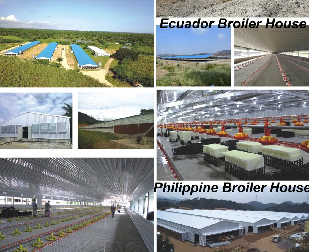 Modern Steel Poultry House Designs for Eco-Friendly Farming Solutions