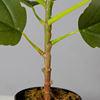 Real Touch 120cm Artificial Tree Bonsai Plant Fig Tree Ficus Carica Decorative Tree Artificial Plant Home Decor