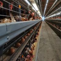 Cage de couche de poulet d'oeufs de cadre de l'équipement de ferme avicole H