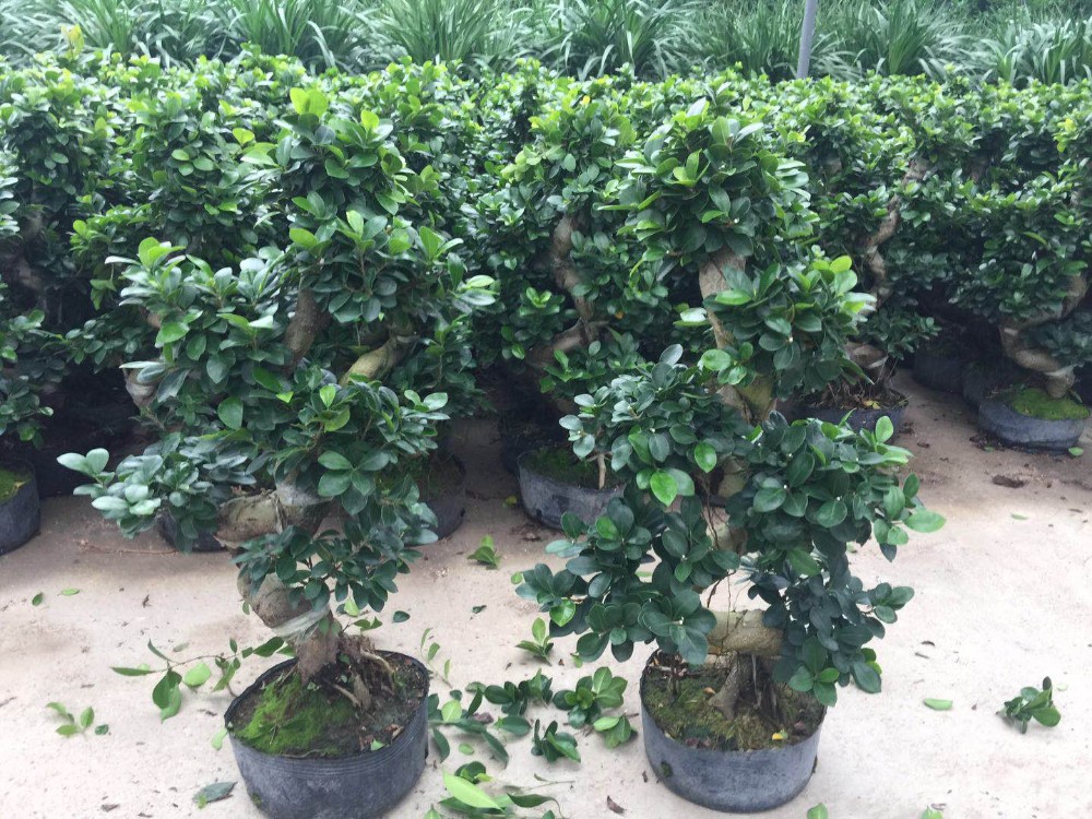 Нетоксический HDPE баки садоводов 6 дюймов пластиковые 5 галлонов в инженерстве завода