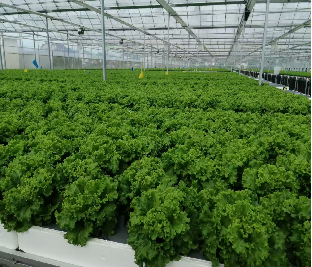 Large Size Hydroponic Farming Greenhouse For Vegetable Fruits Growth