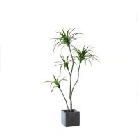 plantas en conserva del paisaje del 180cm de los árboles del Dracaena artificial alto de la sala de exposición