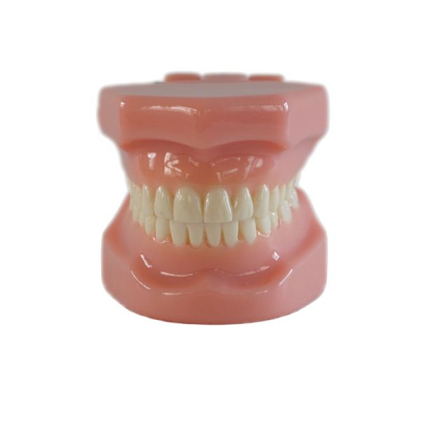 Dental Typedont Dentes Modelo Para Preparação Dental Estudante Ortodontia Prática Modelo