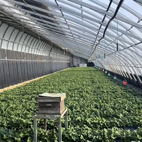 2000.000kg El invernadero comercial de luz solar de Juxiang para el cultivo de fresas jx-sg-108