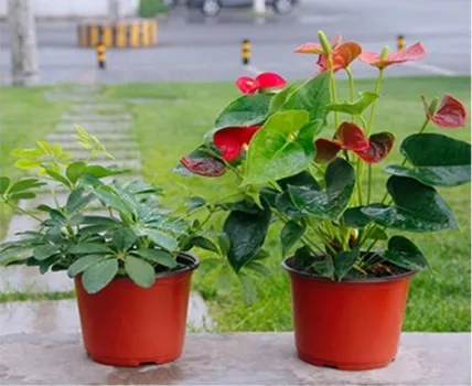 Garden And Home Decoration Plastic Garden Flower Pot