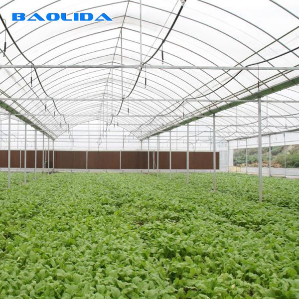Transparent Glass Tunnel Multispan Greenhouse Plant Cultivation