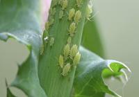 30% Thiamethoxam tuer tous les pucerons Convient pour la serre pesticide agricole SC