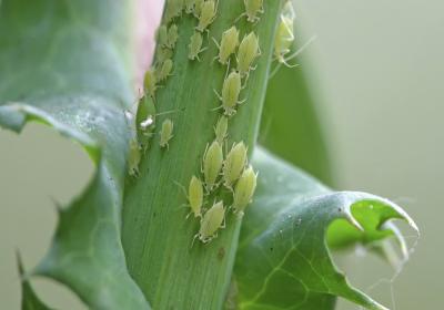 30% Tiametóxamo Mata todos os pulgões Adequado para casa de estufa Pesticida agrícola SC