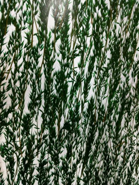 Decorative Wall Cladding 19mm Obscure Plant Laminated Glass