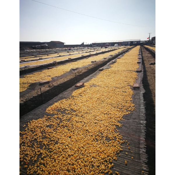 Coquilles Saint-Jacques séchées emballées à sec, nourrissant le Yin, fruits de mer séchés, hautement nutritifs