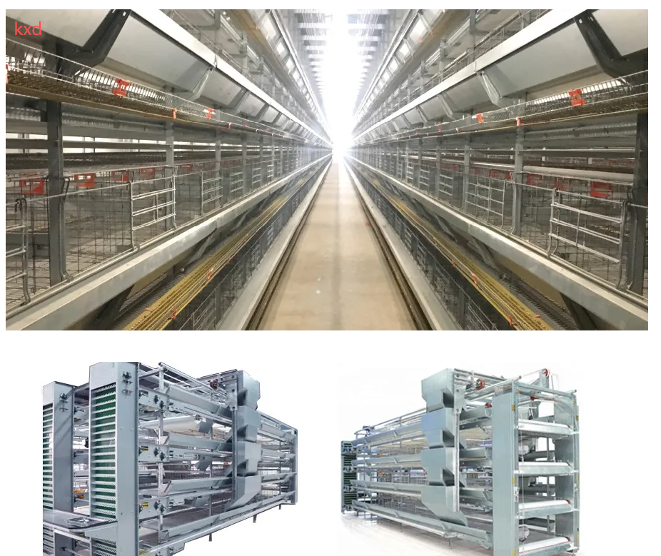 Corrosion Resistant Hot-dip Galvanized Layer Chicken Cage with High Egg Laying Rate for Poultry Farming