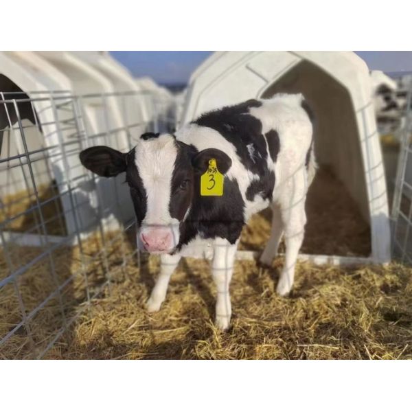 Cattle Farm Calf House Outdoor Calf Pens Anti UV Alkali Resistance