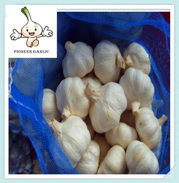 Great Quality garlic and ginger nice garlic Fresh New Garlic/Fresh Red Garlic in China