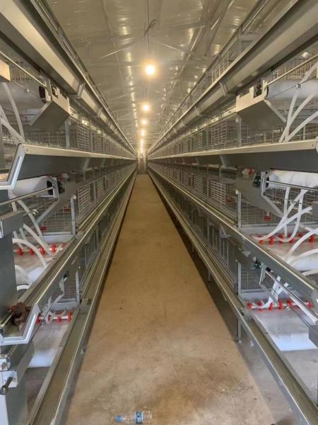 Smooth Surface Safe Baby Chick Cage Anti - Fatigue Long Service Life