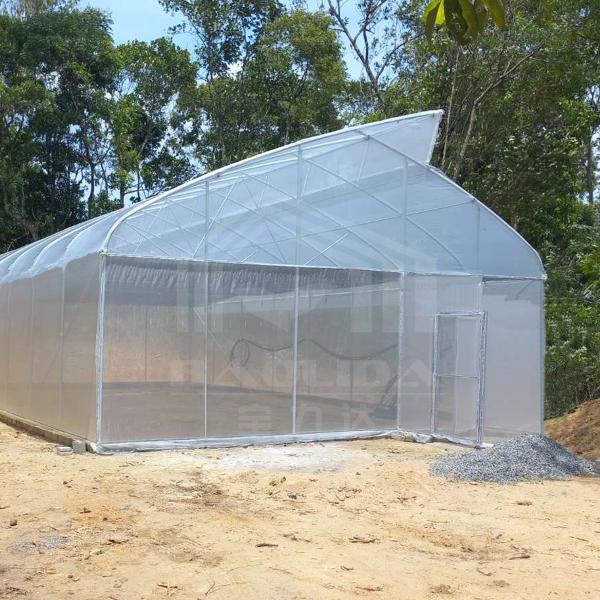 Baolida Sawtooth Greenhouse Cross Roof Agricultural Greenhouse Serre Agricole 
