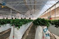 Big Agricultural Modern Garden Greenhouse Plastic Film Multi Span Nursary Greenhouse