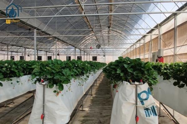 Big Agricultural Modern Garden Greenhouse Plastic Film Multi Span Nursary Greenhouse