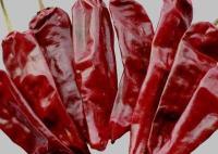 Piment sec de assaisonnement 180 ASTA Red Hot Chili Peppers de Guajillo