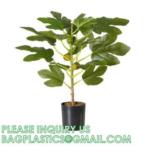 Ficus Carica