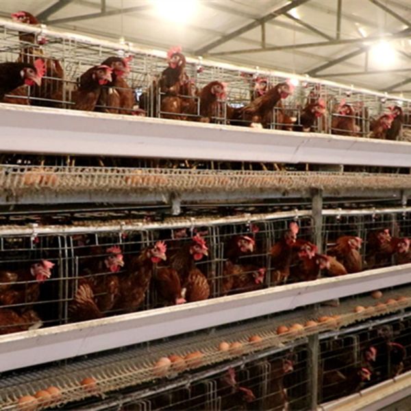 Modern 128 Birds Battery Layer Chicken Cage For Pakistan Farm