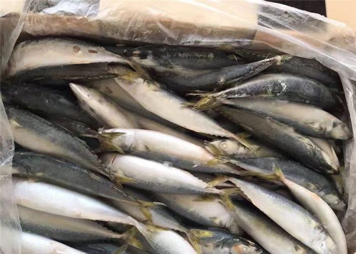 Под 18 скумбрией степени очень вкусной BQF 60g свежей замороженной