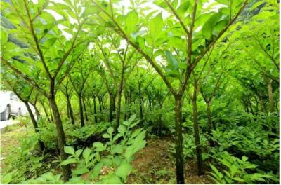 High Quality Konjac Glucomannan Powder with After Services & Dry Place Storage, No Known Allergens