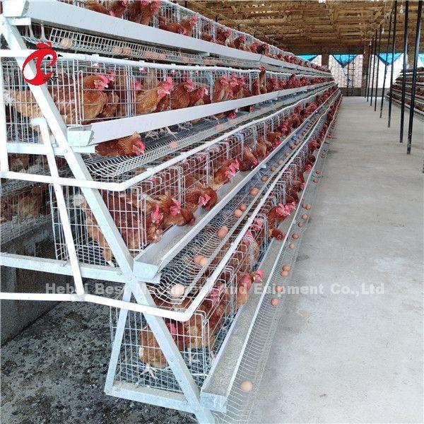 2.8mm-3.5mm Cage Wire Diameter Poultry Cage System Save Labor Increase Profits Iris