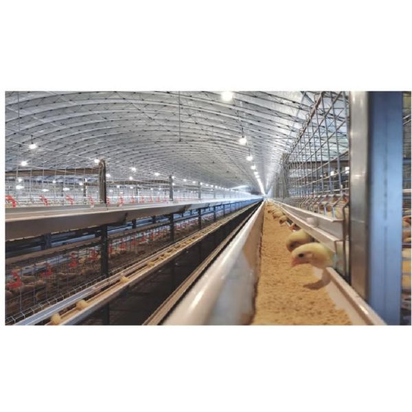 10 Tiers Fully Automated Broiler Cage Equipment Broiler Chicken Cage System For Philippines Poultry Farming