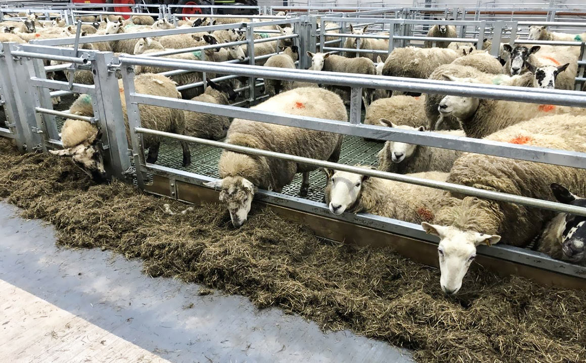 Алюминиевое стекло из сплава металлического металла Конструкция помещения для фермы козов Стальная конструкция Дом для овец Приют PKPM Рисунок