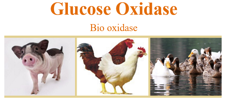 Bio Oxidase Glucose Oxidase Enzyme Powder
