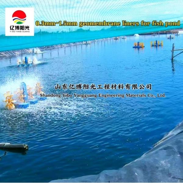 1m-8m Width HDPE Geomembrane for Long Life SDM Farming Tilapia and Bass Fishpond Liner