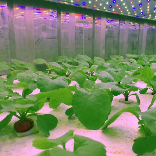 Polyurethane Insulation Hydroponic Container Farm With 1212*800*90MM Tray