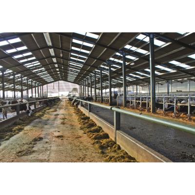Design industrial Estrutura de aço Casa de frango para ginásio Fazenda pré-fabricada