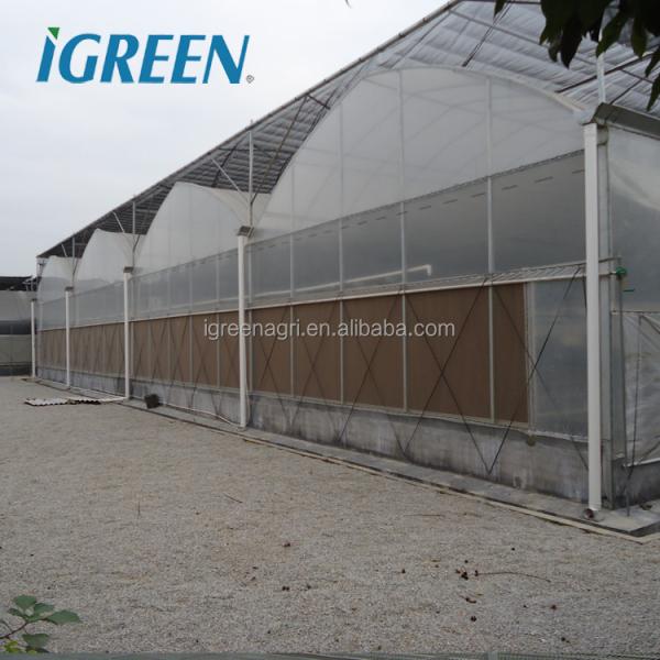 Galvanized Steel Frame Commercial Orchid Greenhouse For Flower Professional Growers