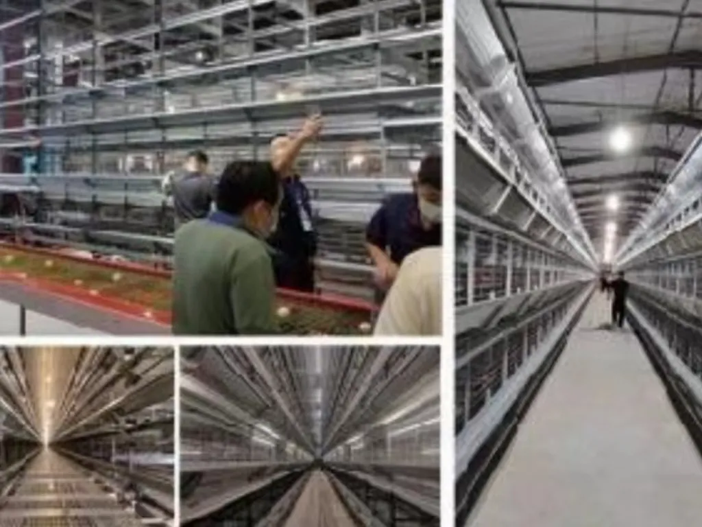 H Type Layer Cage System High Space Utilization Chicken Laying Cage For Farming
