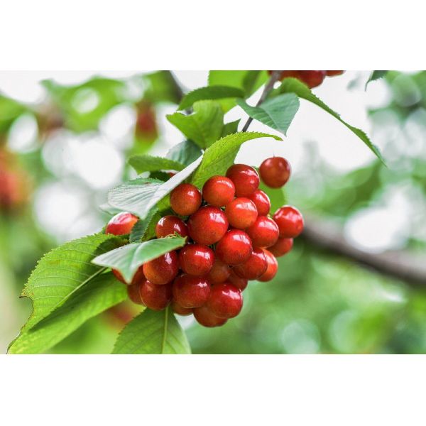 10%-12% K2O Fulvic Acid Fertilizer Potassium Humate Flake For Plants