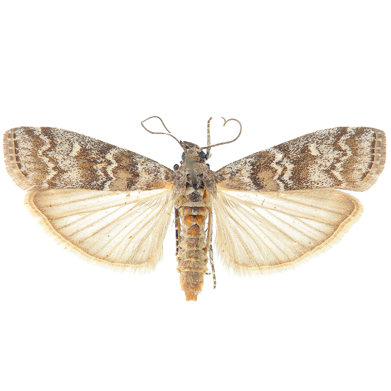 Pheromone Lure for Dioryctria abietella