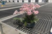 PP 移動型長方形種子苗圃 植え皿 植え付け 育成 用