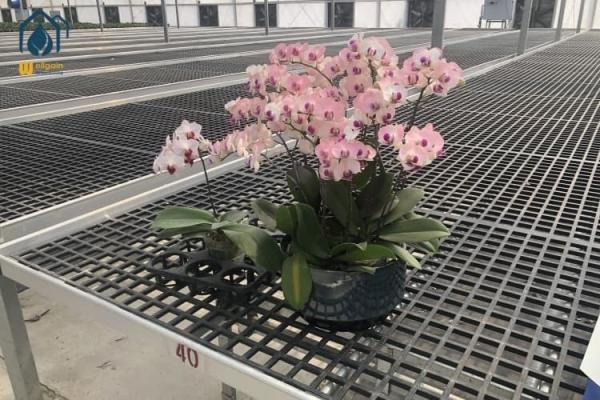 PP 移動型長方形種子苗圃 植え皿 植え付け 育成 用