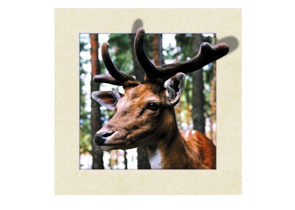 Animal Stock 5D 3D Lenticular Pictures PET Printing Service Deer image