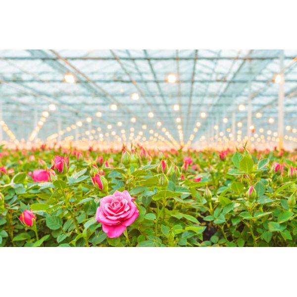 Croissance de plantes 100% poudres solubles dans l'eau de Biostimulants d'oligosaccharide de Chitosan