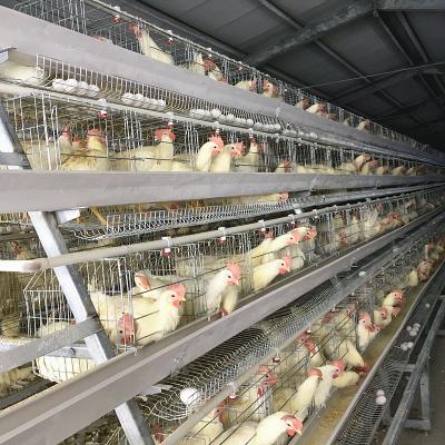 Galinha que aumenta gaiolas de uma camada do quadro, gaiola da exploração avícola da camada de 3-4tier SONCAO