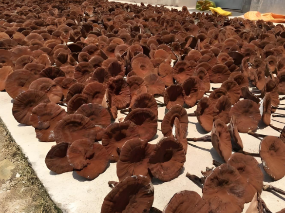 Top Grade 100% Natural Ganoderma lucidum Reishi Mushroom with 2 Years Shelf Life for Traditional Chinese Medicine