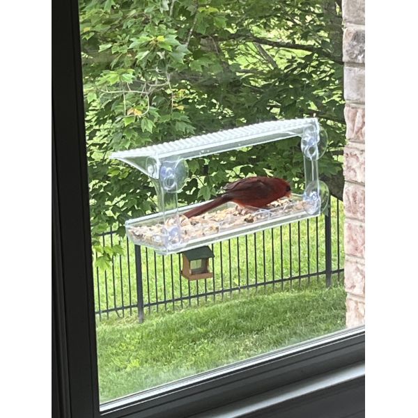 JYD Plexiglass Bird Feeder Indoor Outdoor Window Mounted With Suction Cups