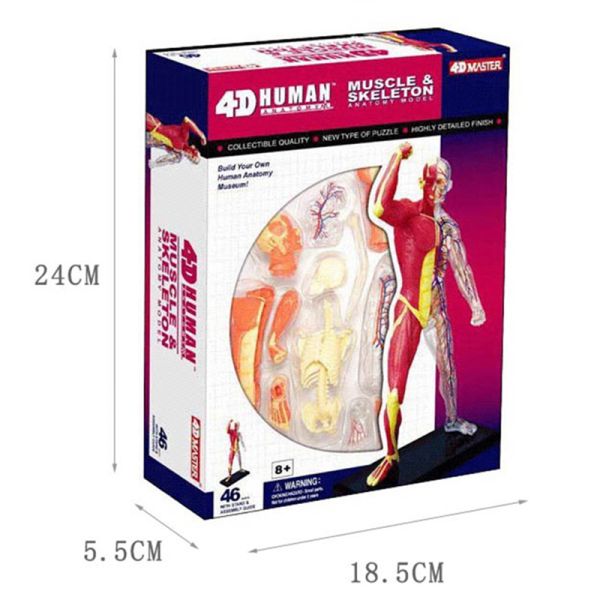 Puzzle Muscle 4d Master Human Anatomy Doll 46 Parts Assembled