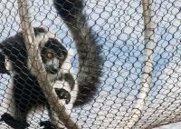 Ferruled e tecido Zoo Wire Mesh com 2 mm em 50 mm abertura