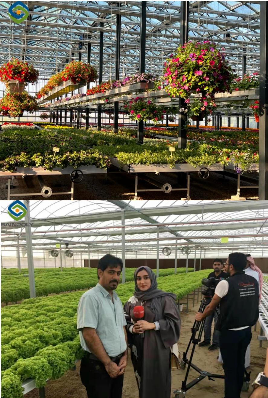 Serre intelligente en verre de type Venlo pour la culture de haricots