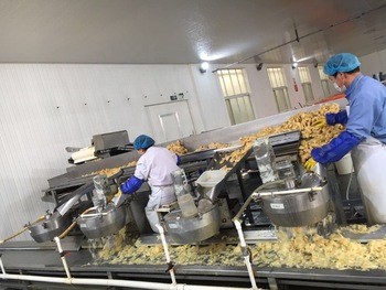 HOT SELLING High Quality Frozen Half Shell Scallop